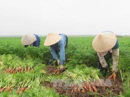 Trao đổi kinh nghiệm sản xuất nông nghiệp Hải Dương - Nghệ An 